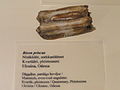 Bison priscus - Fossils in the Arppeanum - DSC05520.JPG