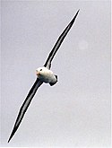 Black-browed Albatross at south georgia.jpg
