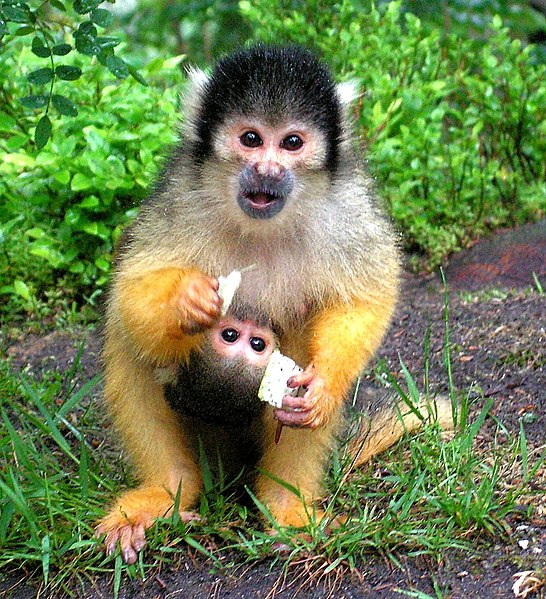 File:Black-capped Squirrel Monkey+baby (Saimiri boliviensis).jpg