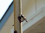 Thumbnail for File:Black-capped chickadee - Sonoma - California - Sarah Stierch - A.jpg