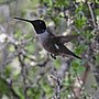 Thumbnail for File:Black-chinned hummingbird - 52049369105.jpg