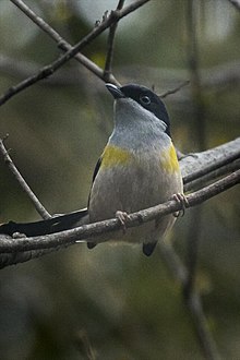 Black -head Shrike-Babbler - Eaglenest - IndiaFJ0A1112 (34154984221) .jpg