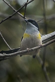 Hitam berkepala Shrike-Pengicau - staf eaglenest - IndiaFJ0A1112 (34154984221).jpg