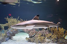 Black-tip Reef Shark (27287430293).jpg