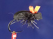 Black Foam Beetle