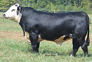 Black Hereford (breed) Breed of cattle