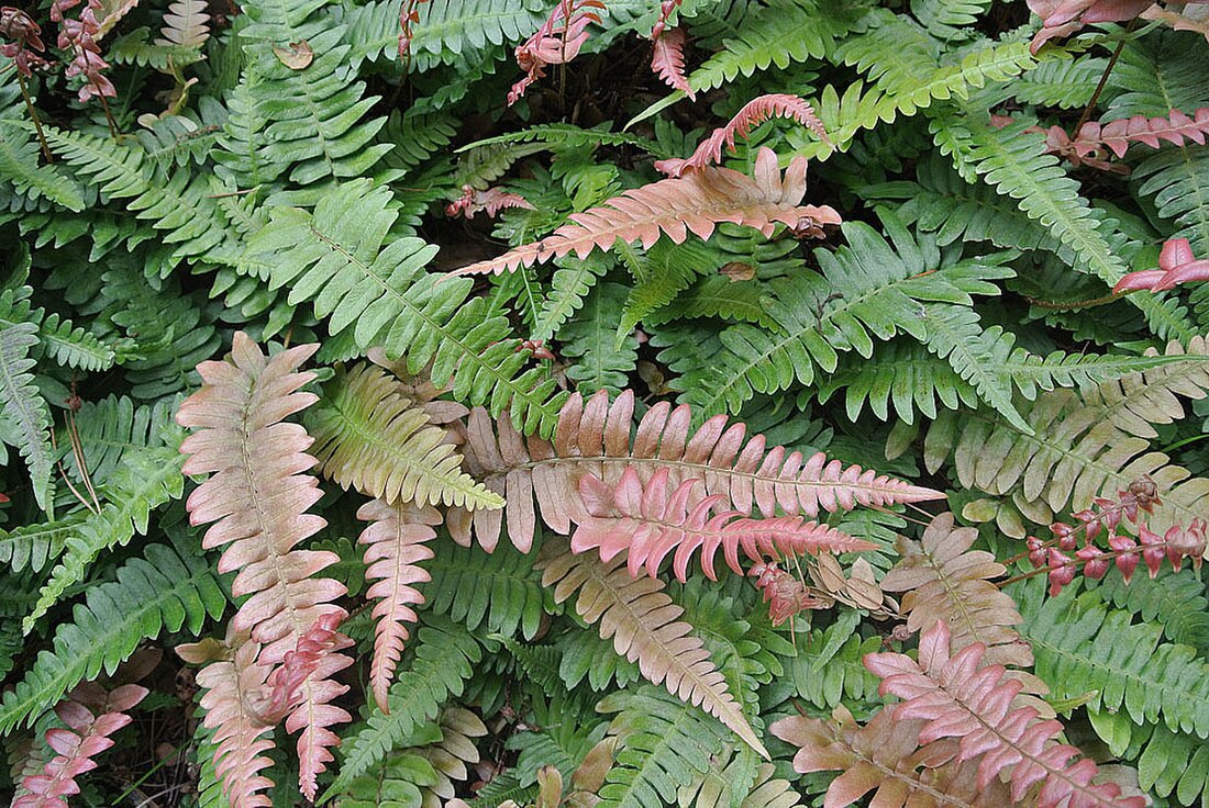 Blechnum occidentale