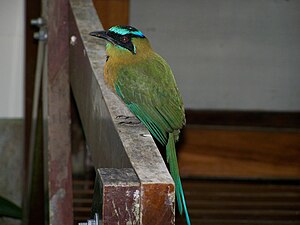 List Of Birds Of Belize