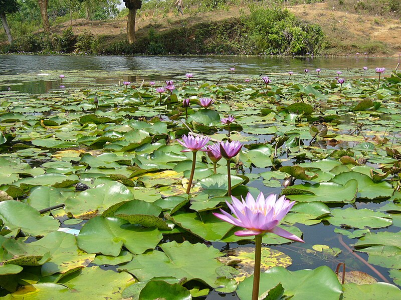 File:Blue Lotus Madhobpur Lake Srimongol Sylhet Bangladesh 2.JPG