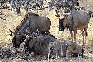 Gnus: Merkmale, Verbreitungsgebiet, Lebensraum