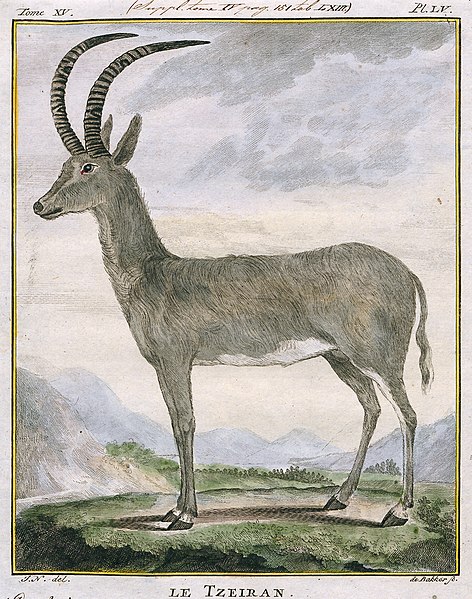 File:Bluebuck by Allamand, 1778.jpg