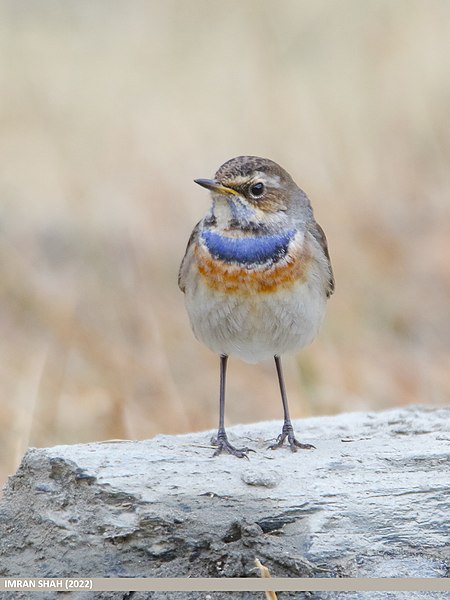 File:Bluethroat (Luscinia svecica) (52494798756).jpg