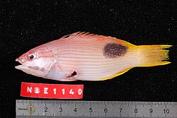 Bodianus perditio.jpg