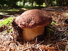 Boletus pinophilus3.JPG