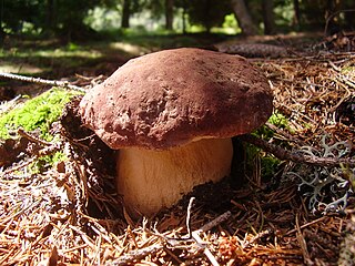 <i>Boletus pinophilus</i> Eurasian mushroom