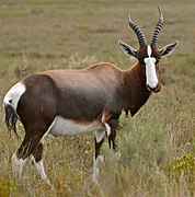 Damaliscus pygargus (damalisque à queue blanche)