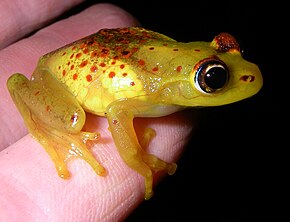 Beskrivelse af billedet Boophis bottae 01.jpg.