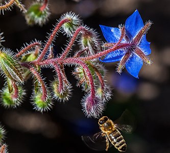 Honeybee approaching borage plant