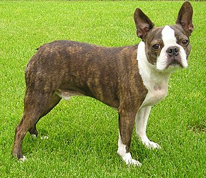 Boston Terrier – Wikipedia