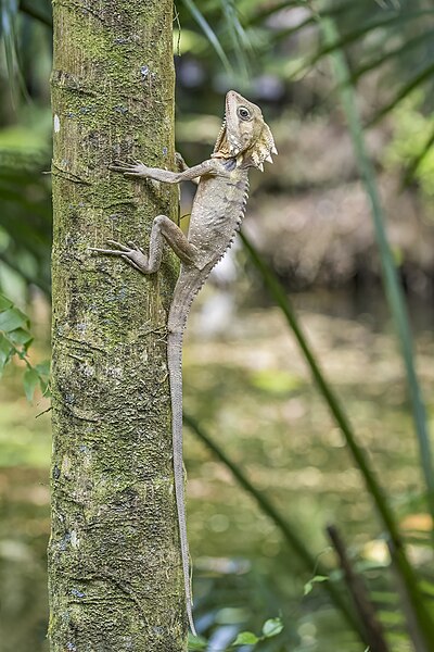 File:Boyd's forest dragon (Lophosaurus boydii) Daintree.jpg