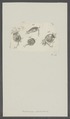Brachionus urceolaris - - Print - Iconographia Zoologica - Special Collections University of Amsterdam - UBAINV0274 101 04 0032.tif