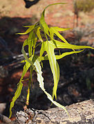 Feuilles de Brachychiton gregorii.