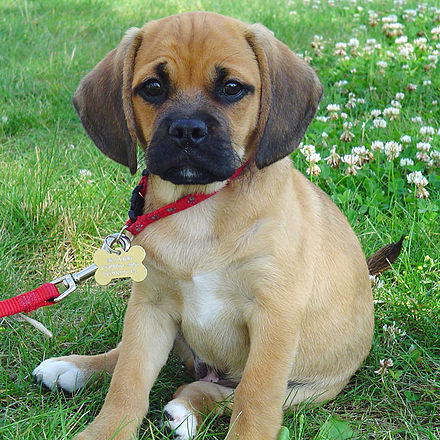 A Puggle, a beagle/pug cross, shows traits from both breeds.
