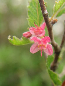 Bridgesia incisifolia ברט. לשעבר Cambess..jpg