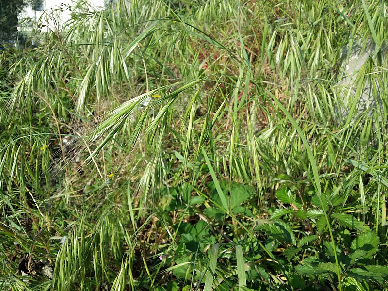 File:Bromus diandrus sl17.jpg