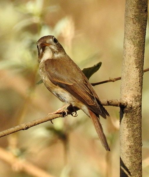 File:Brown-breasted Flycatcher Muscicapa muttui DSCN5439 (2).jpg