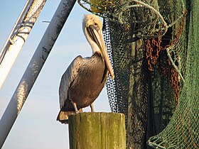 Pelican, Brown Pelecanus occidentalis