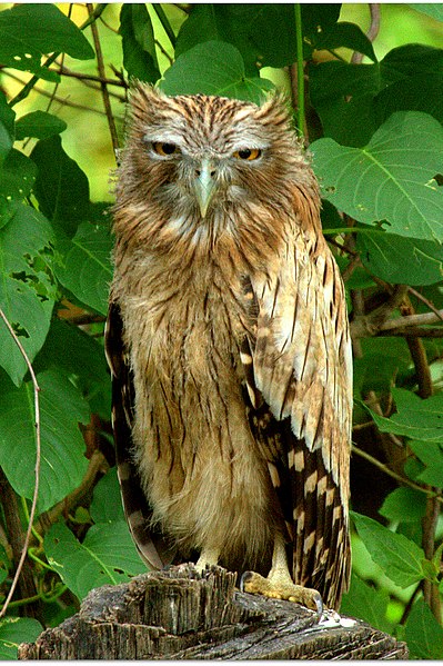 File:Brown fishh owl by N A Nazeer (cropped).jpg