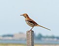 * Nomination Brown thrasher in the Jamaica Bay Wildlife Refuge --Rhododendrites 19:43, 24 May 2023 (UTC) * Promotion  Support Good quality. --Tagooty 00:38, 25 May 2023 (UTC)