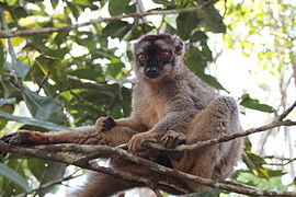 Bruine maki (Eulemur fulvus)