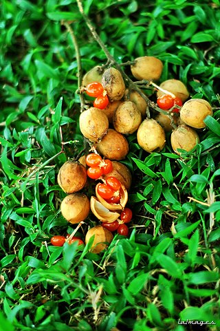 <i>Baccaurea polyneura</i> Species of flowering plant