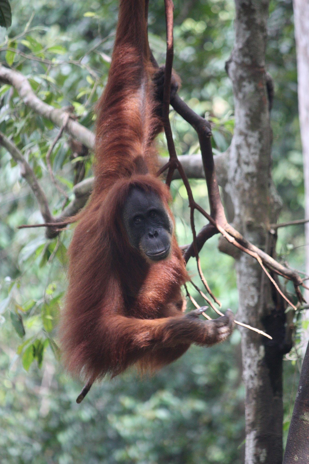  Orangutan  Wikipedie