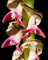 Bulbophyllum cochleatum var. bequaertii