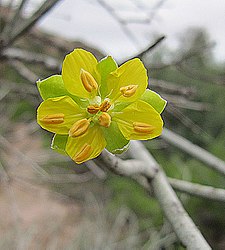 Détail de la fleur de Bulnesia retama