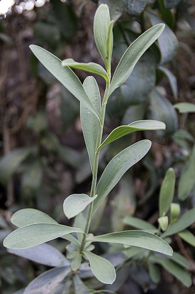 File:Bupleurum handiesen.jpg