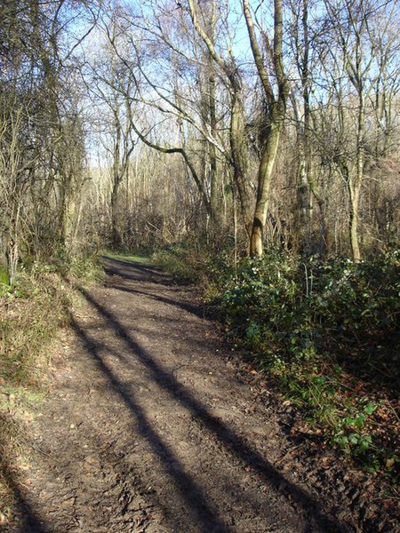 File:Bushcomb Wood - geograph.org.uk - 299046.jpg