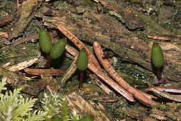 Grøn Buxbaumia Buxbaumia viridis