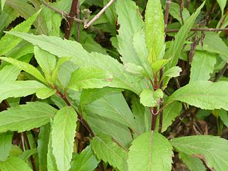 <i>Eupatorium fortunei</i> Species of flowering plant