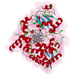 Cytochrom P450 3A4