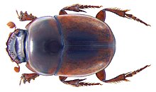 Caccobius castaneus (syn. Caccophilus) Klug, 1855 erkek (3466485718) .jpg
