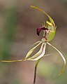 Caladenia amnicola