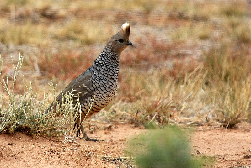 File:Callipepla squamata 1.jpg