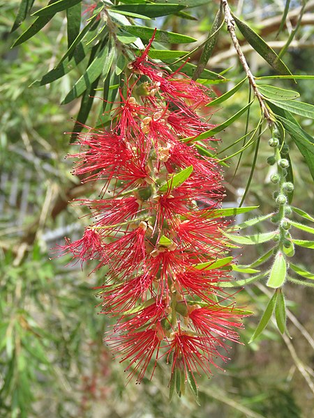 File:Callistemon citrinus - Crimson Bottlebrush, Red Bottlebrush, Lemon Bottlebrush at Wayanad (4).jpg