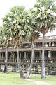 Cambodian Sugar Palm (Borassus flabellifer) at Angkor Wat, Siem Reap, Cambodia