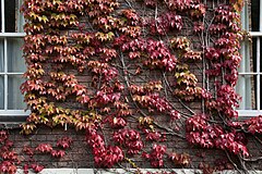 Ivy growing over the walls of the University of Cambridge, UK