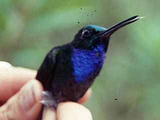 <span class="mw-page-title-main">Napo sabrewing</span> Species of hummingbird